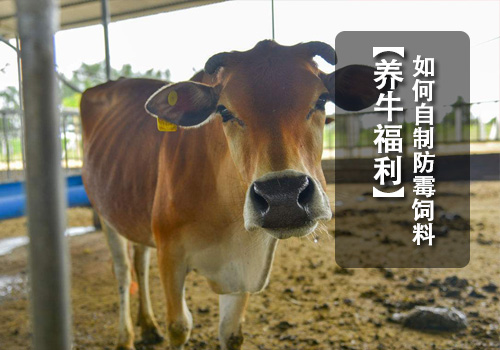 自制飼料防霉劑